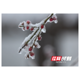 张家界景区黄石寨：冰雪下的植物别有韵味（组图）