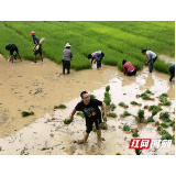 清清澧水 老兵情怀  芙蓉桥白族乡最美退役军人——王飞