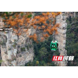 张家界黄石寨：五彩斑斓景如画（组图）