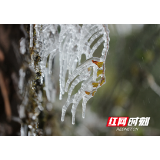 银粟风中飘 行步玉沙声——武陵源景区迎来今冬首场降雪