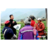 张志辉：科技特派员田间服务实打实