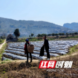 武陵源区黄家坪村组织干部考察莓茶种植“真经”助推产业发展