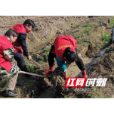 永定区合作桥乡王家湾村：清淤通渠助产业兴旺 党建引领促乡村振兴