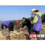 永定区桥头乡：春风润雨催新绿 植树追“锋”正当时