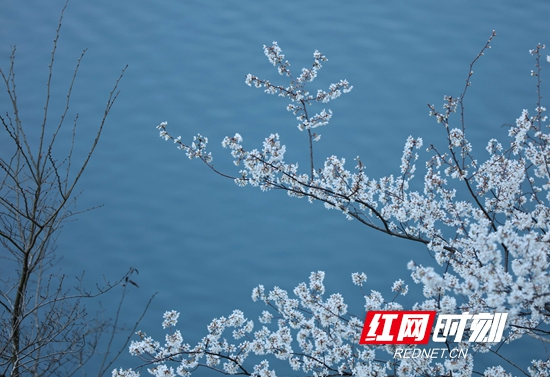 张家界景区十里画廊：樱花绽放春色美（组图）