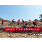 永定区合作桥乡：植树造林 增添新绿