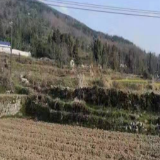 永定区茅岩河镇开展“禁毒铲毒”行动 打造“无毒”健康乡镇