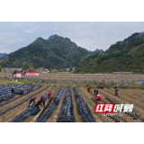 张家界市武陵源区：春暖农忙在田间（组图）