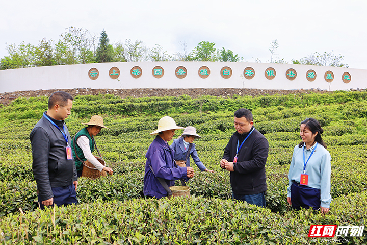 镜头|张家界市纪检监察机关把赵乐际同志来湘调研讲话精神贯彻落实到实际工作当中