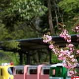 张家界景区十里画廊樱花竞相盛开（组图）