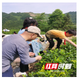 永定区桥头乡中心学校开展采摘莓茶实践活动