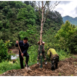 武陵源区锣鼓塔街道：“五一”植树添新绿 骑行赛道增“颜值”