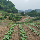 桑植县桥自弯镇长坪村：烟叶产业促振兴 铺就金色“振兴路”