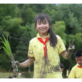 插秧、抓鱼、除草......这场农耕主题研学活动精彩纷呈