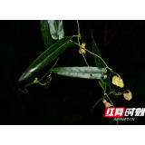 武陵源：野生动植物家庭再现“新丁”