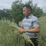 一粒种子慰乡愁