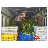 慈利县三官寺土家族乡：鲜玉米变“金棒棒”