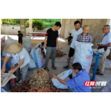 永定区王家坪镇太阳山村：党建引领致富路，玉竹迎来大丰收