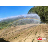桑植县洪家关白族乡：“渴”不容缓 齐心抗旱