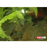 桑植县官地坪镇党委组织抢种蔬菜苗护航村集体经济发展