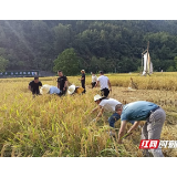 武陵源区自然资源局机关党支部 开展“体验农耕 金秋割稻”主题党日活动