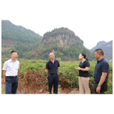 朱法栋调研罗塔坪乡莓茶受灾情况