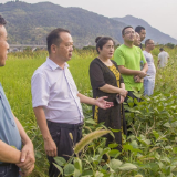 昔日荒滩地 如今高产田 ——张家界市永定区旱改水项目丰收在望