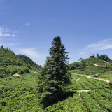 桑植县洪家关白族乡：绘就帅乡故里农旅融合示范区建设新样本