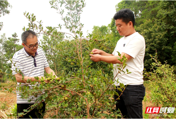 慈利汆湖村:千亩油茶为助力乡村振兴“加油”