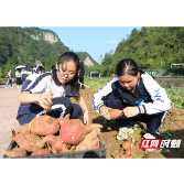 张家界黄龙洞景区：世界粮食日，数百学生开展挖红薯劳动实践活动