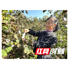 慈利县杨柳铺乡龙跃村：棉花朵朵开 喜迎丰收来