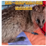 赞！国家一级保护动物小灵猫“落难”获救治