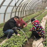 湖南慈利：培育优质种苗 为春耕备耕打下坚实基础