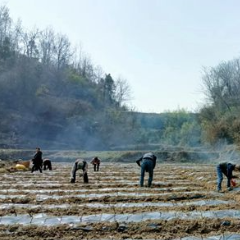 永定区王家坪镇伞家湾村：掀起村集体经济建设热潮