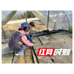 慈利县杨柳铺乡：“党建+产业”让乡村经济“活”起来