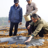 不误农时春耕忙丨永定区：抢抓农时栽莓茶