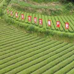 桑植：运输服务惠乡村 白茶飘香迎振兴