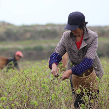 莓茶进京丨签约9500万元 莓茶托起致富梦