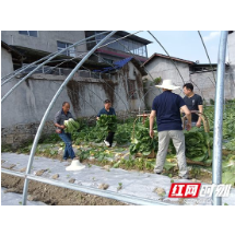 永定区：驻村工作队化身“推销员” 化解滞销白菜解民忧