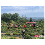 永定区：“田间学校”开训促莓茶品质提升