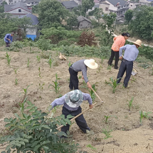 慈利县零溪镇拣花村：套种轮作 推进产业振兴