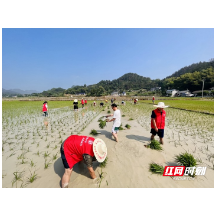 永定区合作桥乡：田间染新绿 助农志愿红