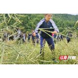 在劳动中收获成长，上千中学生帮助黄龙洞生态田园抢收油菜