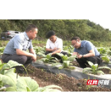 梁高武调研芙蓉桥白族乡烤烟房建设和烟叶产业