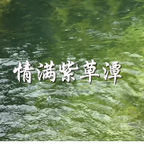 情满紫草潭