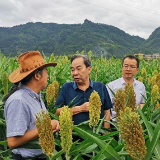 张家界：科技促振兴 助农总关情