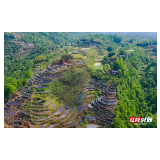 张家界老班子“谢家垭牌·莓茶”荣获2023第十五届湖南茶业博览会“茶祖神农杯”名优茶金奖