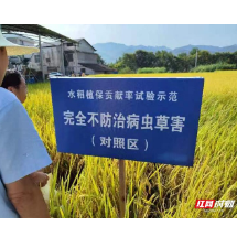 农药减量护生态 虫口夺粮保丰收——张家界市农药减量增效暨病虫害防控现场会在慈利县召开