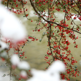 张家界黄龙洞景区：雪景妖娆醉游人