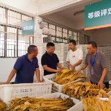 张家界：“金叶子”铺就“致富路”